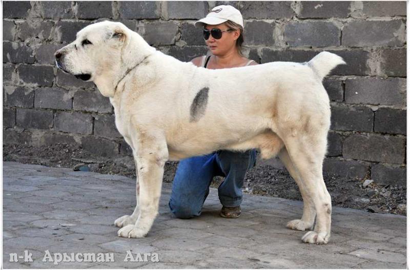 Akkgush | Central Asian Shepherd Dog 