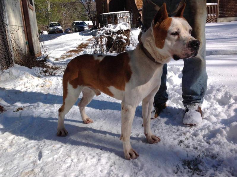 Card's Tacoma Red Braddock | American Staffordshire Terrier 