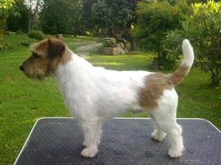 CENTOCINQUANTA CAVOUR DI SUTRI | Jack Russell Terrier 