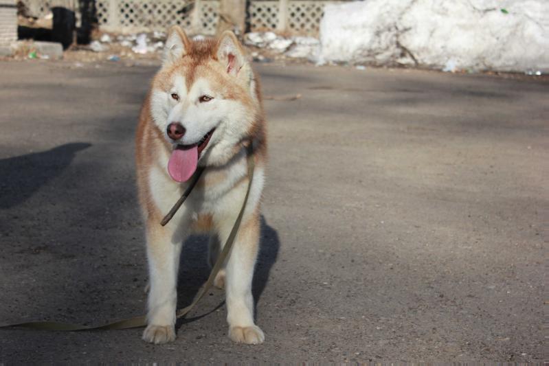 BAIRAK AZSKAS APRELSKYA GROZA | Alaskan Malamute 