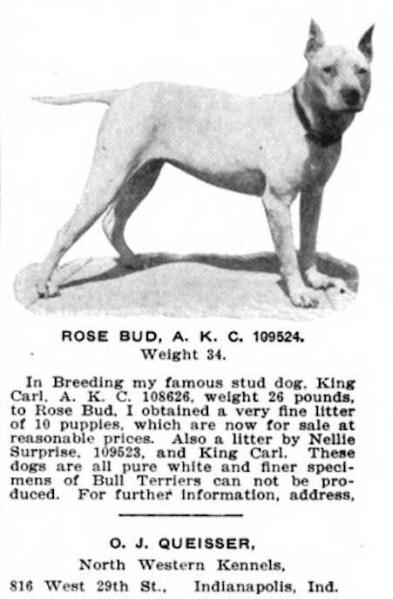 Rose Bud (109524) | Bull Terrier 