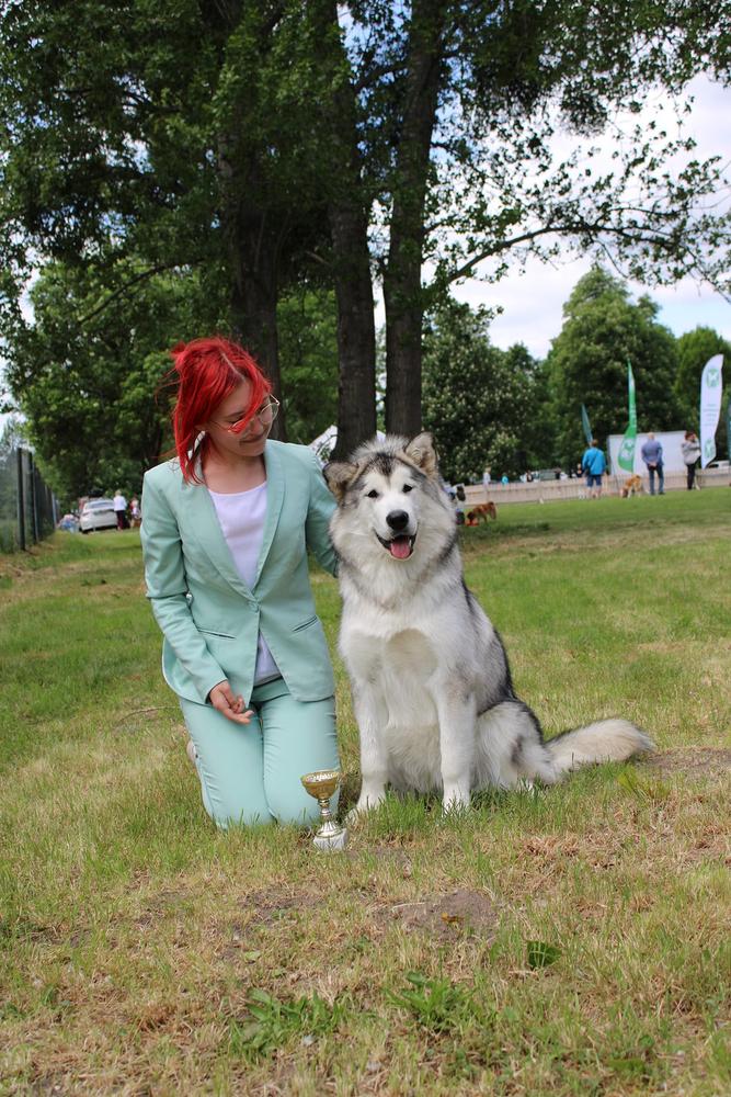 OHANA MEANS FAMILY Kriplyana FCI | Alaskan Malamute 