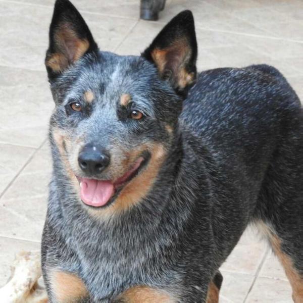 Anita of Heeler Selivon | Australian Cattle Dog 