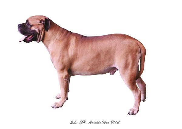 Antalis Won Fidel | Bullmastiff 