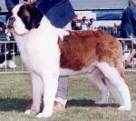 Revilo's Quincy | Saint Bernard 