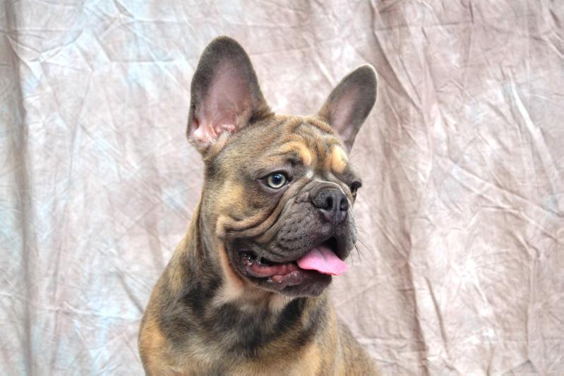 Happy Creatures Vitabull Loki | French Bulldog 