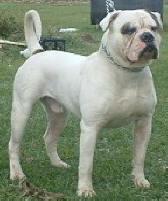 Bloodlines Imfamous BullDozer Blaze(AB) | Olde English Bulldogge 