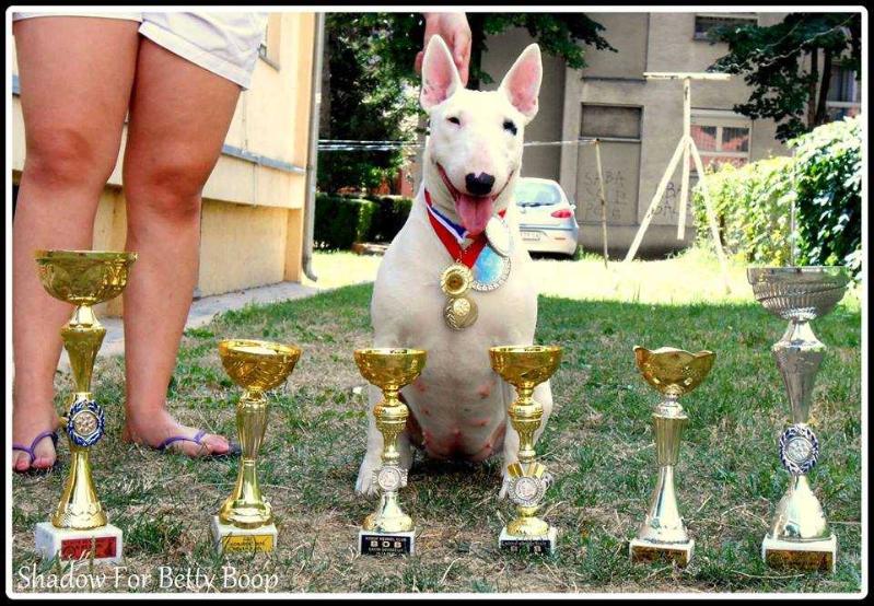 SHADOW FOR BETTY BOOP | Bull Terrier 