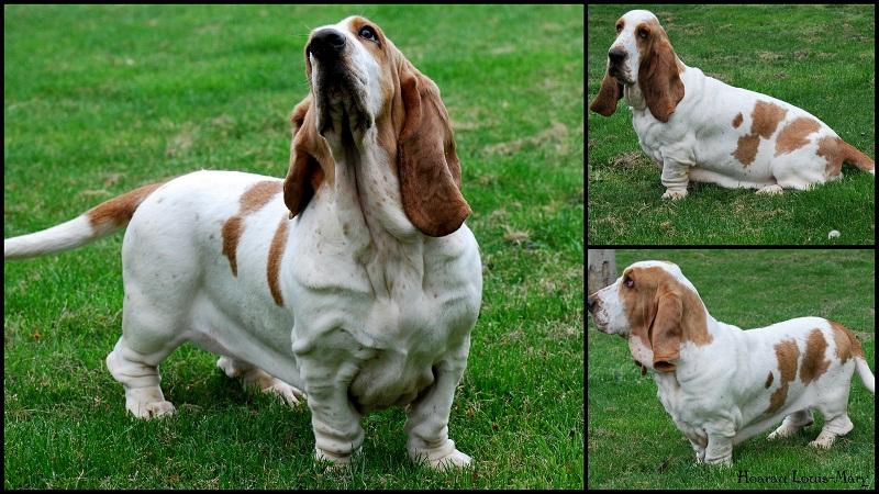 FIlomène des coteaux de ceres | Basset Hound 