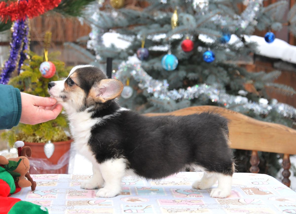 Florizel iz Imperii Adamant, nb | Pembroke Welsh Corgi 