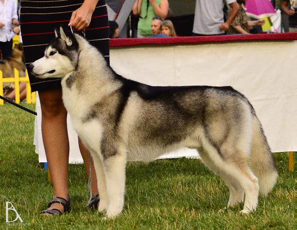 Kailua Lord Chester | Siberian Husky 