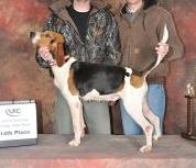 Little Osage River Haze | Treeing Walker Coonhound 