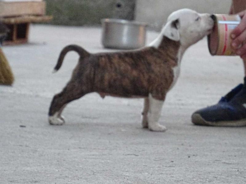 Braveheart Tiger | American Staffordshire Terrier 
