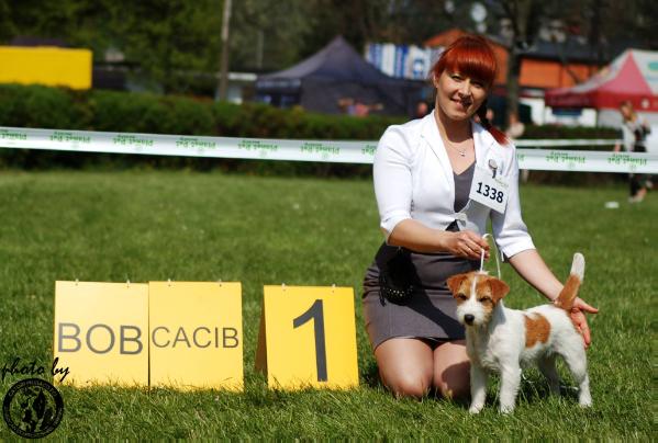 NIDAWI FOR CATORI MURACO V-amada | Jack Russell Terrier 