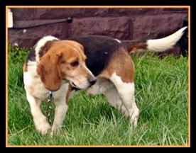 Hills  Shakerag  Ozzie | Beagle 