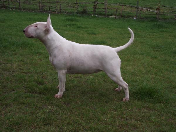 Azalea Solo Magnifica | Bull Terrier 