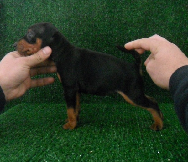 Beauty dell' Arenuse | Miniature Pinscher 