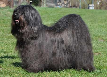 A´NAYA LAMLEH LEGS-SMON | Tibetan Terrier 