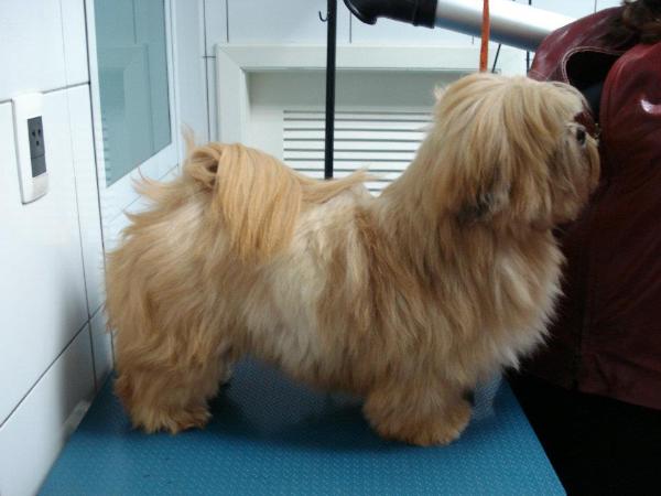 Raeder´s Red Simply Jr | Lhasa Apso 