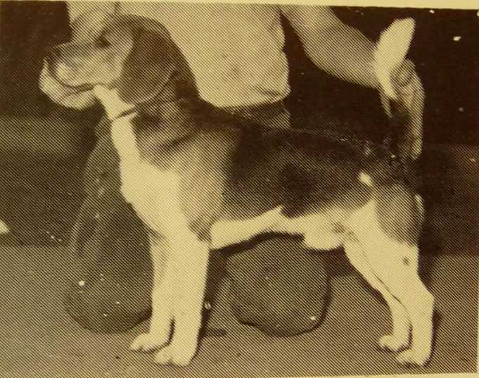 Velmere Hardy T | Beagle 