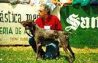 Kastor KS vom Hege-Haus | German Shorthaired Pointer 