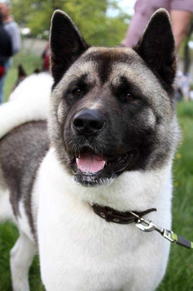 KITA UNIQUE BEAUTY | Akita 