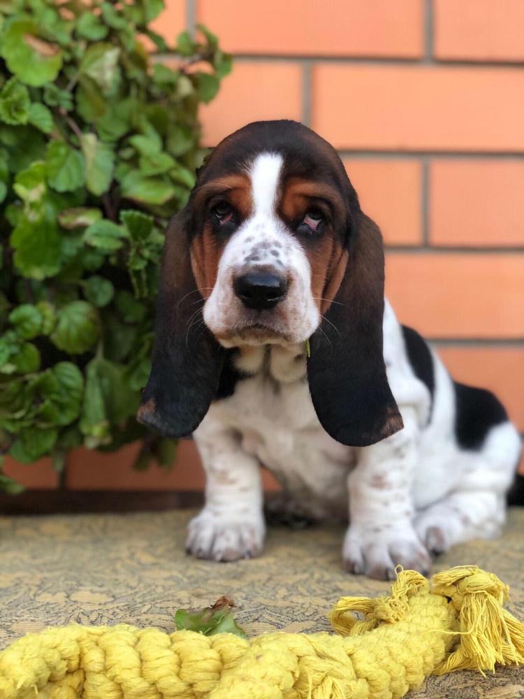 Lily Crown Li Ra | Basset Hound 