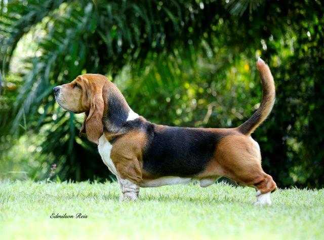 Ziggy dos Sete Moinhos | Basset Hound 