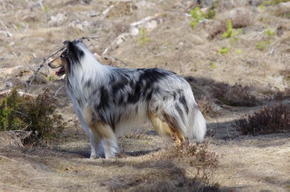 Puckolinas Falkor | Rough Collie 
