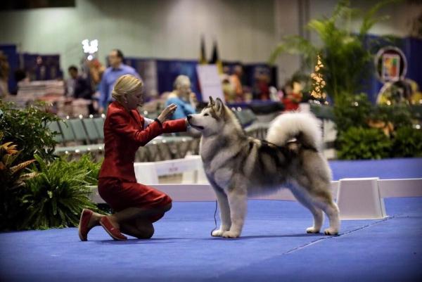 Gold of Maja Magic Matt | Alaskan Malamute 