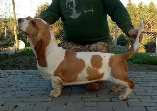 Intense Isabel V. Grunsven | Basset Hound 