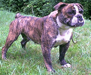 MB's Mask | Olde English Bulldogge 