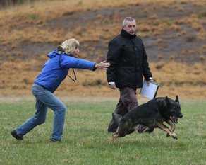 Qirok von der lobdeburg | German Shepherd Dog 