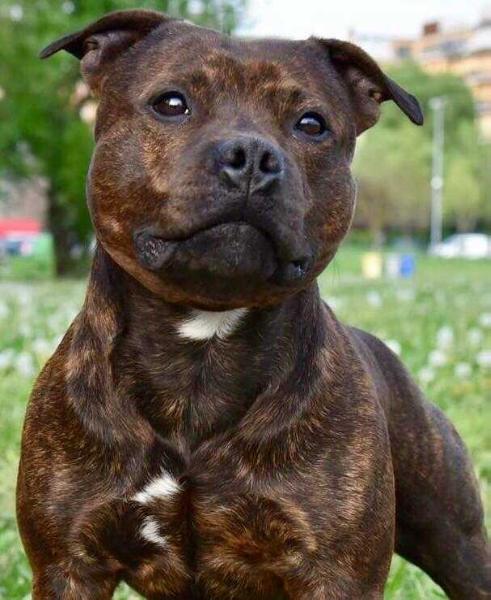 Ares | Staffordshire Bull Terrier 