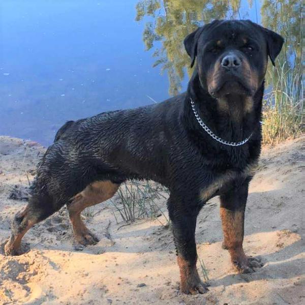 Petrovrotti Miko (AI) | Rottweiler 