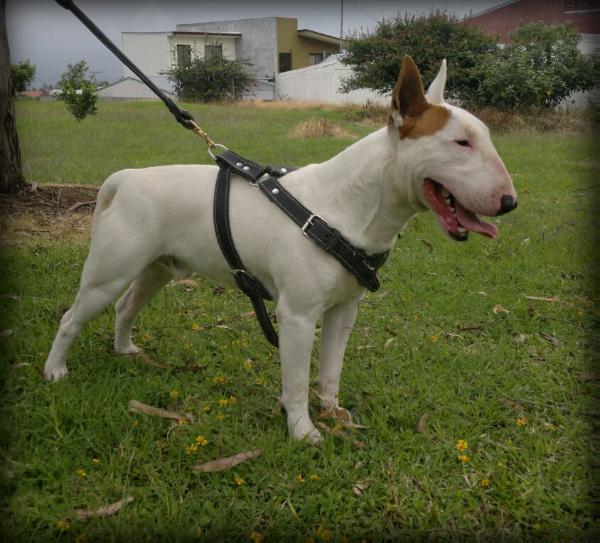 FoMo Da vincy | Bull Terrier 