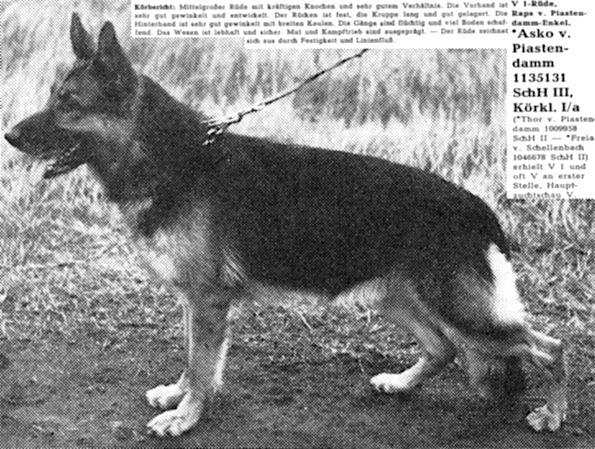 Asko vom Piastendamm | German Shepherd Dog 