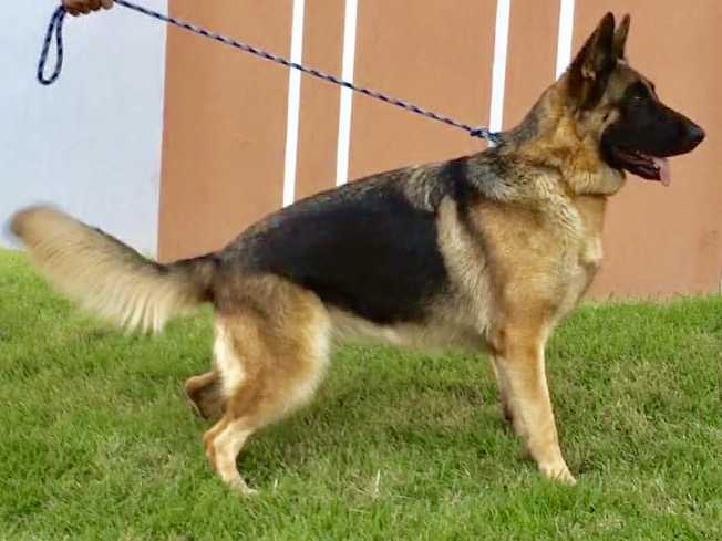 Zelia de Monte Yulex | German Shepherd Dog 