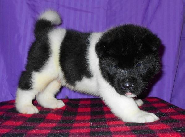 Tokuguay's Hidalgo Koga | Akita 