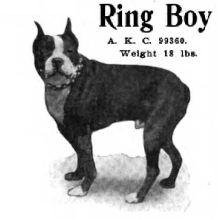 Ring Boy 099360 vXXIII | Boston Terrier 