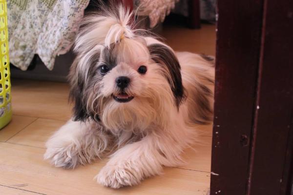 Qismah of humility | Shih Tzu 