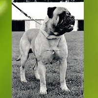 Sharwell's Mean Mr Mustard Of Pitman's | Bullmastiff 