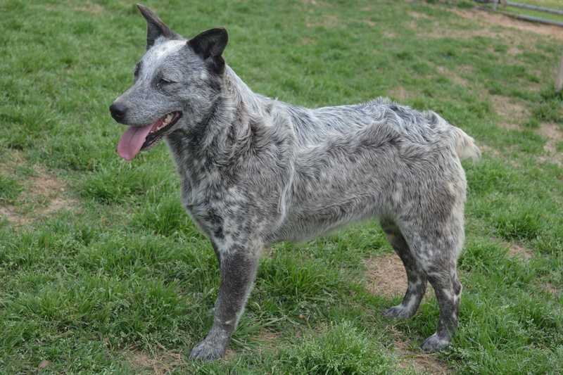 Roberts' Ranch Gunpowder N'Lead | Australian Cattle Dog 