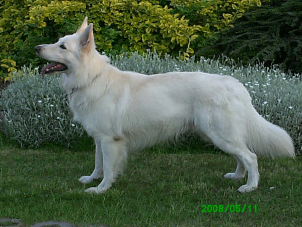 Bashlan-Akran of invicta White Roses | White Swiss Shepherd Dog 