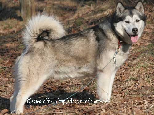 Bright June Joma-Issues Line | Alaskan Malamute 