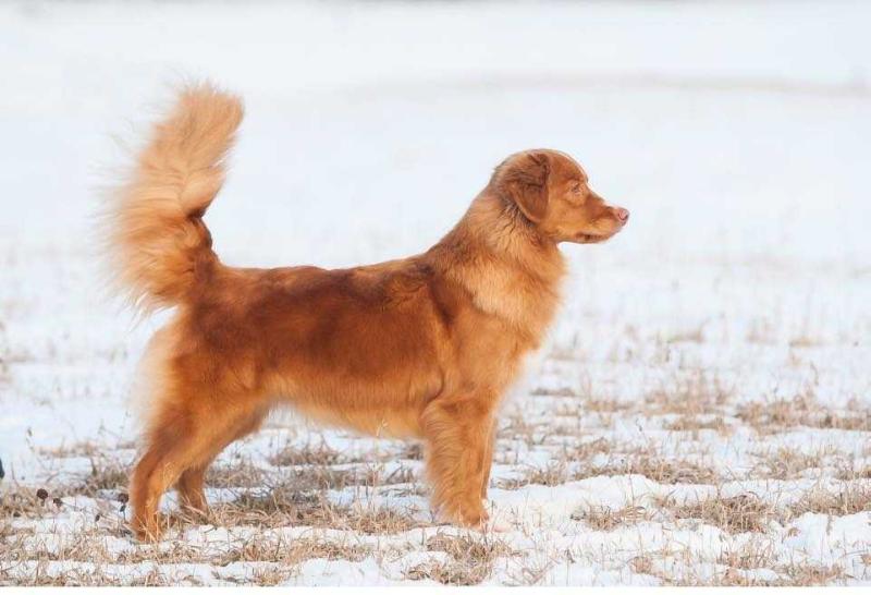 Katyra Do U Fancy Duck Oryxes | Nova Scotia Duck Tolling Retriever 