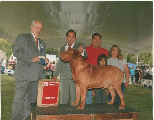Jumbo Márquez | Dogue de Bordeaux 
