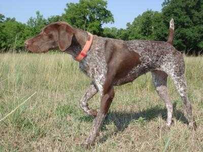 Thessa De Margot | German Shorthaired Pointer 