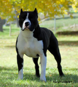 Caligirl's Itza Stickup of DMG | American Pit Bull Terrier 