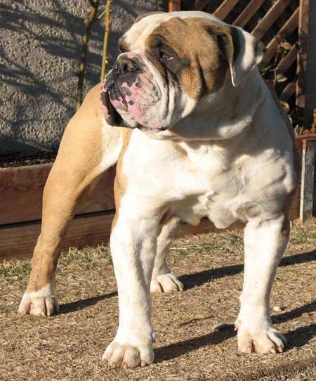 IBK's Tyson | Olde English Bulldogge 